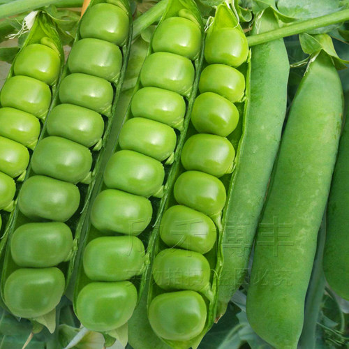 豌豆荚tv版质量怎么样 豌豆荚tv版口碑怎么样 小麦优选