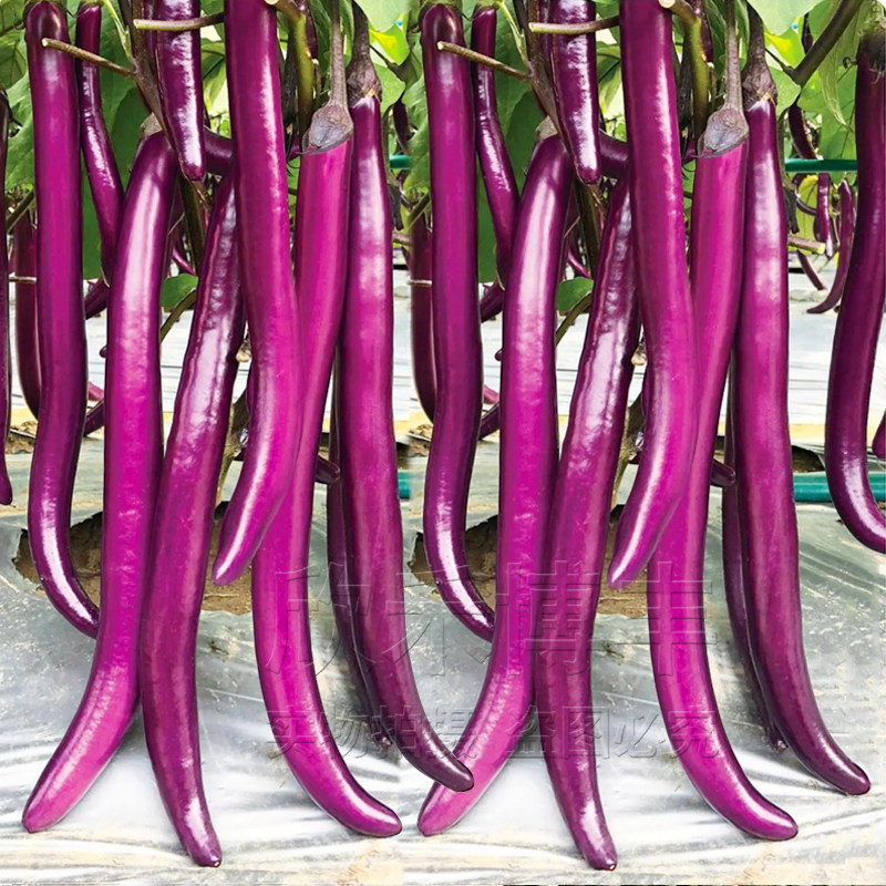 早熟紫红线茄子种籽蔬菜高产大棚阳台春季秋季四季盆栽杭茄种子孑
