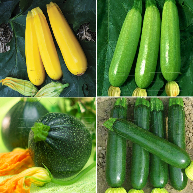 黄皮圆西葫芦种籽特色观赏基地大田香蕉西葫芦种子四季播蔬菜种孑