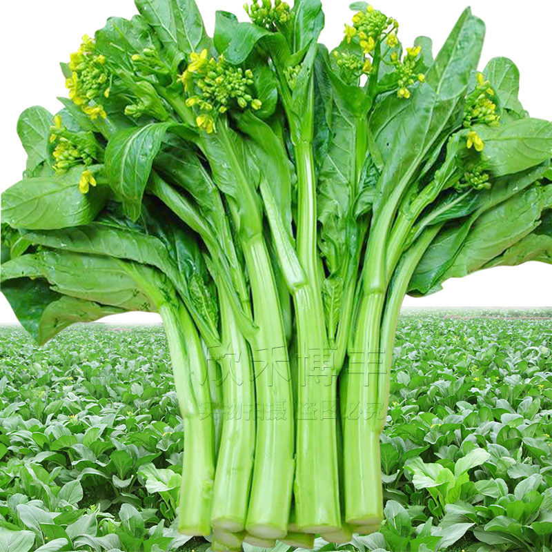 广东四九菜心种籽夏季耐热春季秋季青菜籽蔬菜四季菜薹菜苔种子孑