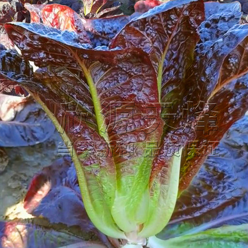耐热春夏秋季紫罗马直立生菜种孑