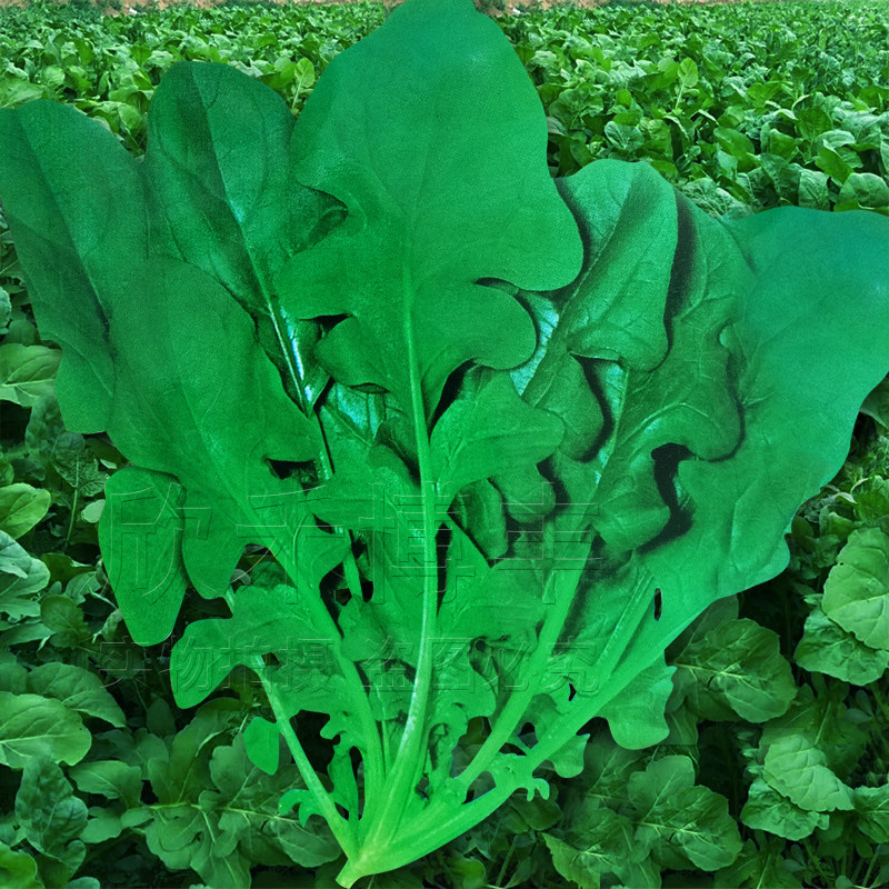 大叶臭菜种籽春夏秋季芝麻菜籽蘸酱野菜种子四季阳台盆栽蔬菜种孑