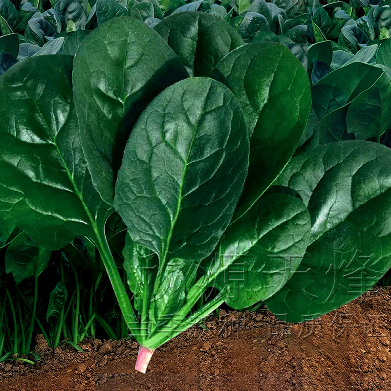 大叶菠菜种子春秋冬季耐寒红根圆叶菠菜籽耐热阳台四季播蔬菜种孑 鲜花速递/花卉仿真/绿植园艺 家庭园艺种子 原图主图