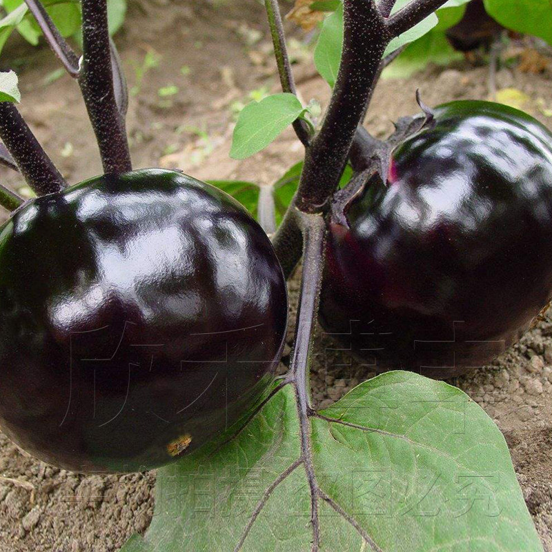 高产圆茄种子种苗子春季秋冬季阳台盆栽蔬菜紫黑圆龙茄子种籽孑秧,鲜花速递/花卉仿真/绿植园艺,种苗/半成品盆栽,淘宝优惠券,粉丝福利购,淘宝优惠卷
