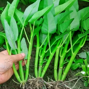 蕹菜四季 阳台盆栽青菜竹叶柳叶通菜种子孑 三叉空心菜种籽春夏秋季