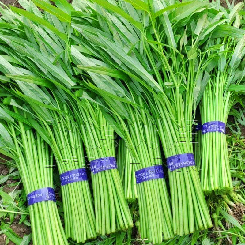 台湾竹叶空心菜种子青梗蕹菜种籽耐热四季种籽阳台盆栽蔬菜种孑