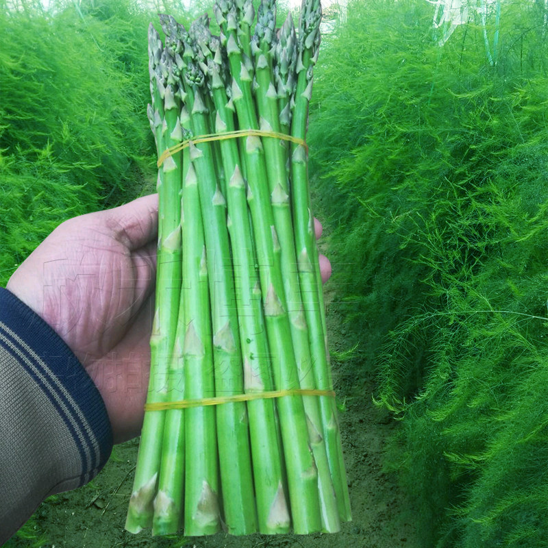 芦笋种子苗春季秋季耐热石刁柏秧庭院四季阳台盆栽绿龙须菜种籽孑