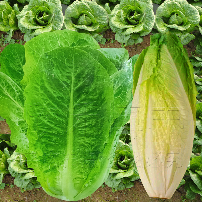 罗马直立生菜种籽包心生菜种子籽孔雀菜散叶耐热春秋四季蔬菜种孑