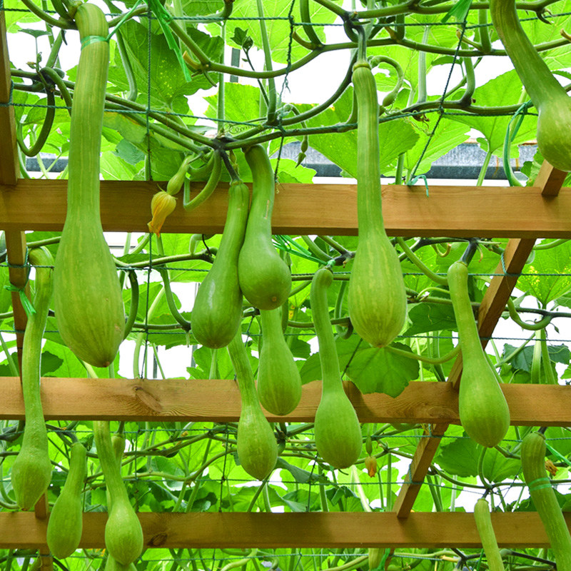 高产砍瓜种子孑春季夏秋季观赏阳台爬藤搭架特大吊瓜种籽菜瓜籽