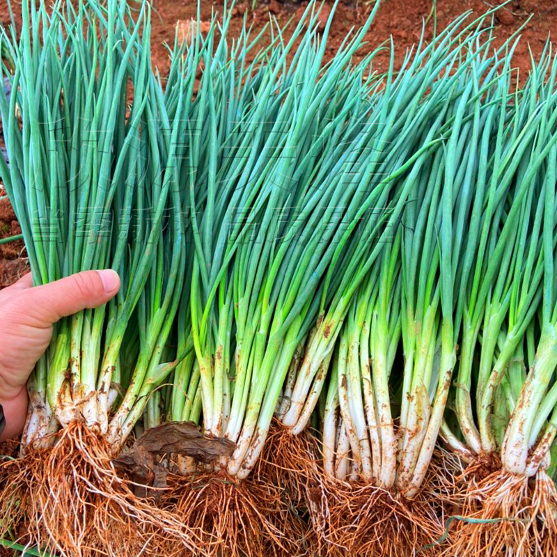 分葱种籽春季夏秋季冬季四季阳台盆栽蔬菜多多小香葱种子孑小葱籽