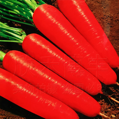 韩国进口红胡萝卜籽种水果种子