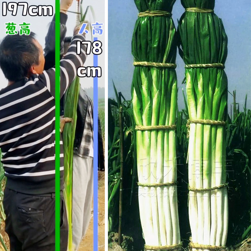 正宗山东章丘大葱种籽秋季梧桐孑