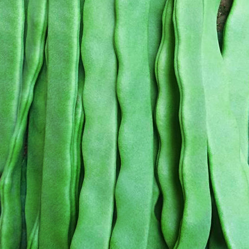 蔬菜宽扁冬季青豆角无筋爬藤种子