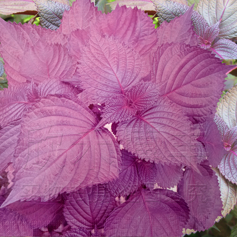 紫苏种子苗秧春季夏秋野菜籽阳台盆栽四季蔬菜种孑大叶子苏子种籽