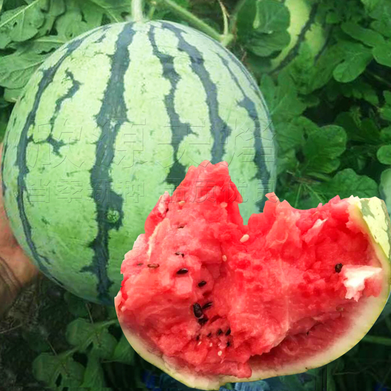 麒麟西瓜种子种籽高产四季冰糖麒麟西瓜种薄皮超甜小西瓜水果种孑