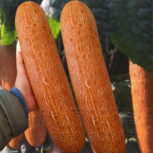 麻皮老黄瓜种子春季夏季秋季耐热