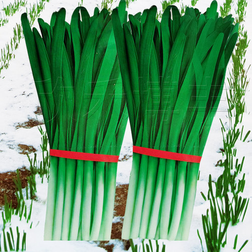 雪韭冬季不休眠蔬菜种孑阳台盆栽