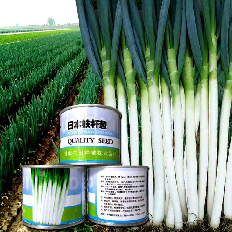 高产铁杆大葱种子春秋季日本四季钢葱籽庭院铁杆大葱种籽蔬菜种孑