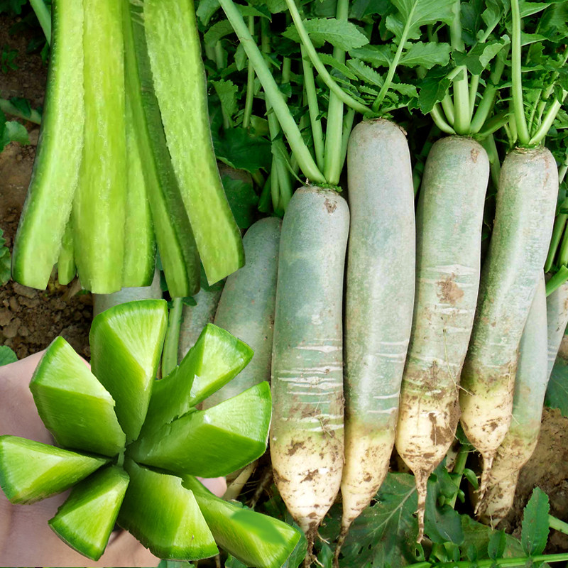 青皮萝卜种子秋季潍县青萝卜种籽生吃水果萝卜籽种四季播蔬菜种孑