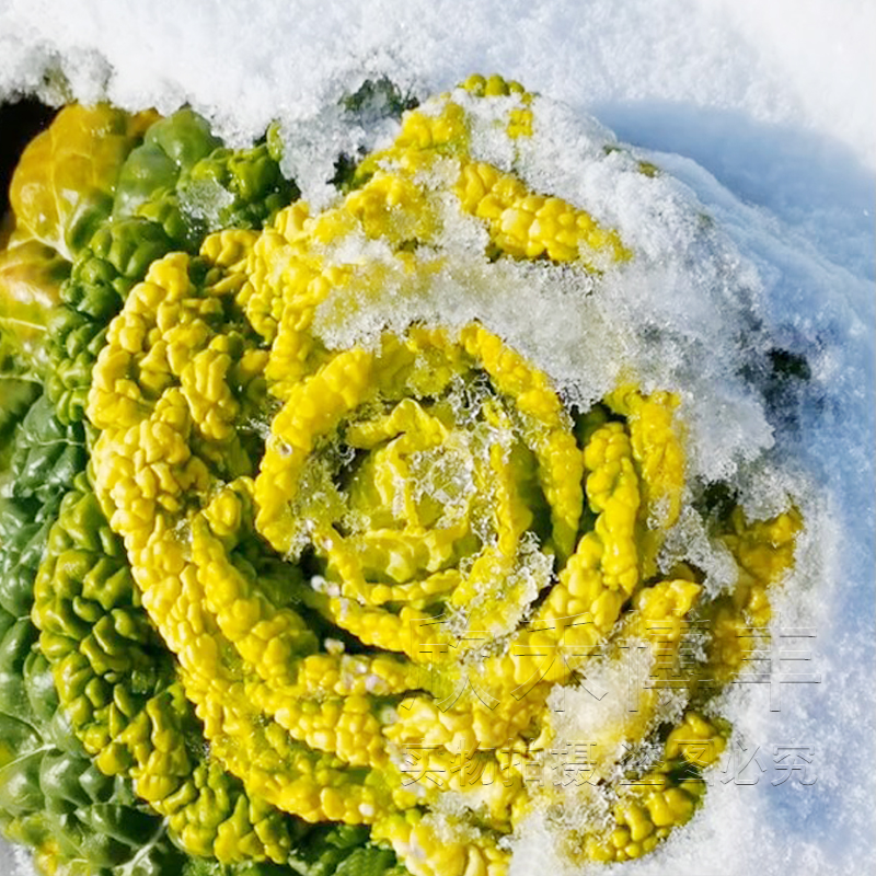 心菜耐寒冬季淮南雪里金花种子