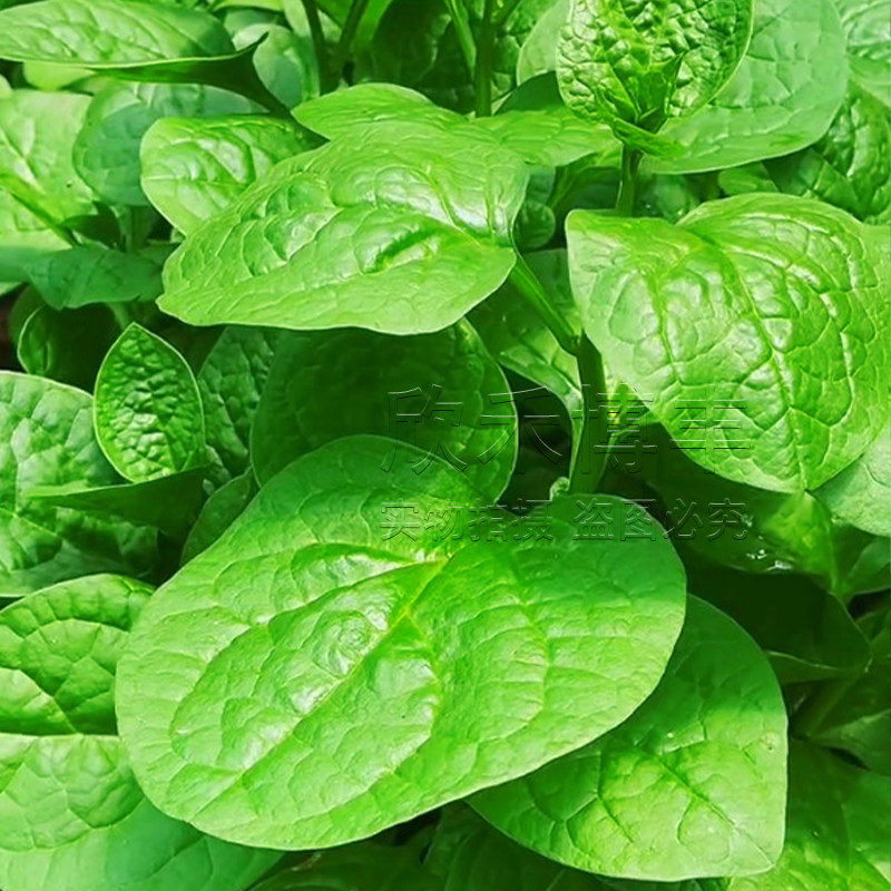 大叶木耳菜种籽春季夏季秋季爬藤藤菜潺菜蔬菜四季阳台盆栽种子孑