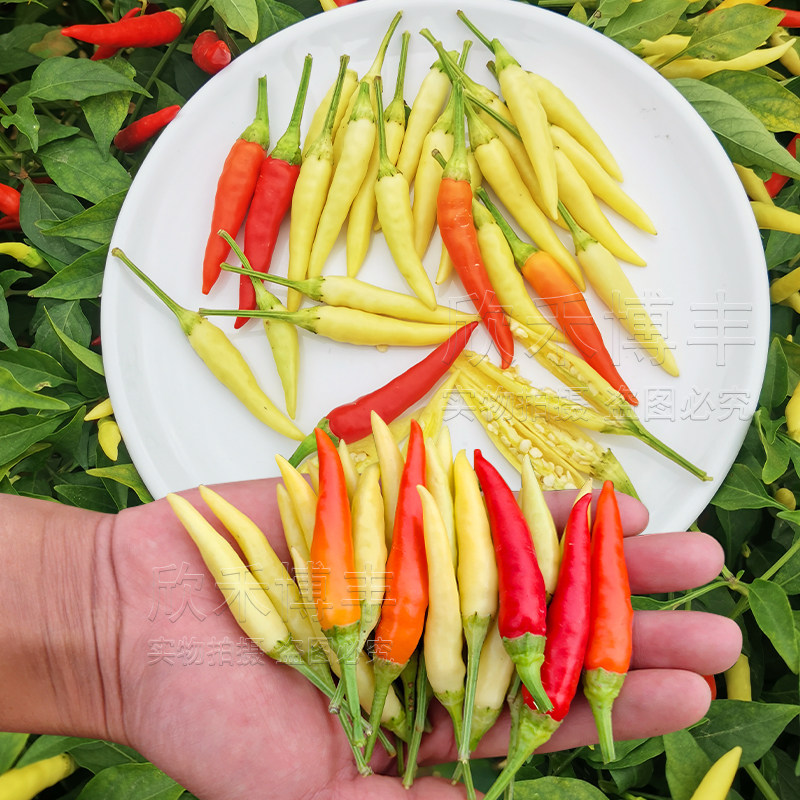 超辣小米椒种子籽高产朝天椒种苗秧四季阳台盆栽特辣泡椒蔬菜种孑