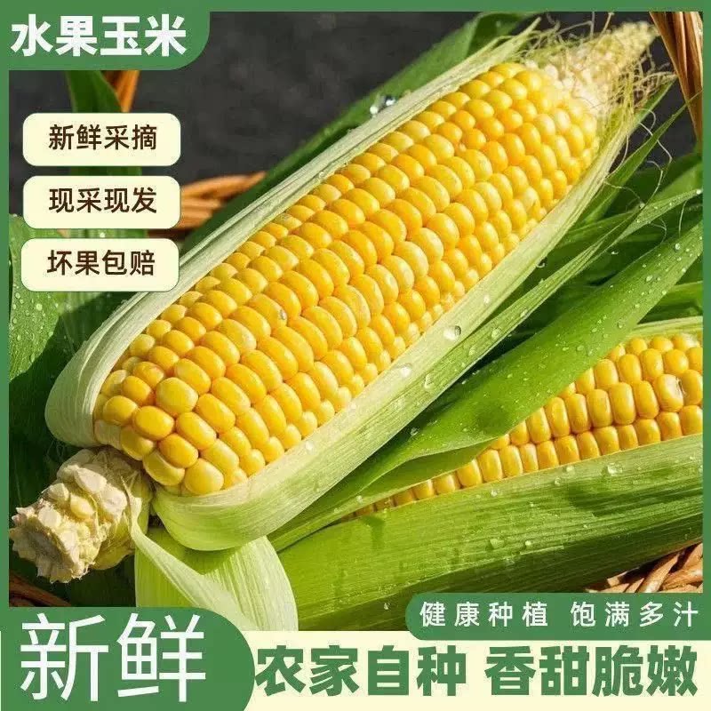 新鲜现摘爆浆水果甜玉米脆甜可生吃爆汁水果玉米