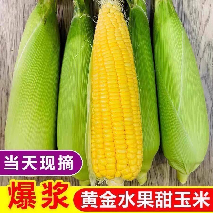 云南水果玉米新鲜采摘5斤沙拉脆甜玉米轻食控糖玉米脆甜减脂饱腹