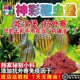 包邮 牛心汉堡七彩神仙鱼六鞭毛虫内寄检疫药堡三袋75元 起顺丰空运