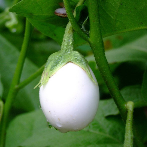 蛋茄种子多少钱 蛋茄种子价格 小麦优选