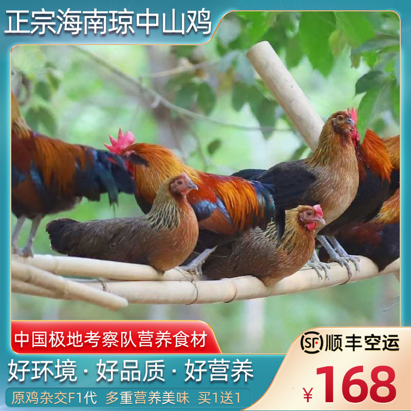 买一送一正宗海南琼中山鸡原生态林地散养土鸡肉新鲜冷冻原鸡杂交