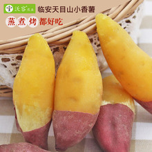 中果天目山小香薯临安5斤板栗红薯新鲜黄心糖沃容蜜薯山芋苕紫薯