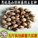 包邮 恩施老品种黄心土豆种子5斤带芽发货马尔科洋芋种 马铃薯种子