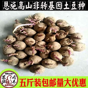 恩施老品种黄心土豆种子5斤带芽发货马尔科洋芋种 马铃薯种子包邮