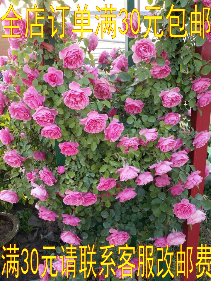 庭院阳台楼顶种植藤本月季