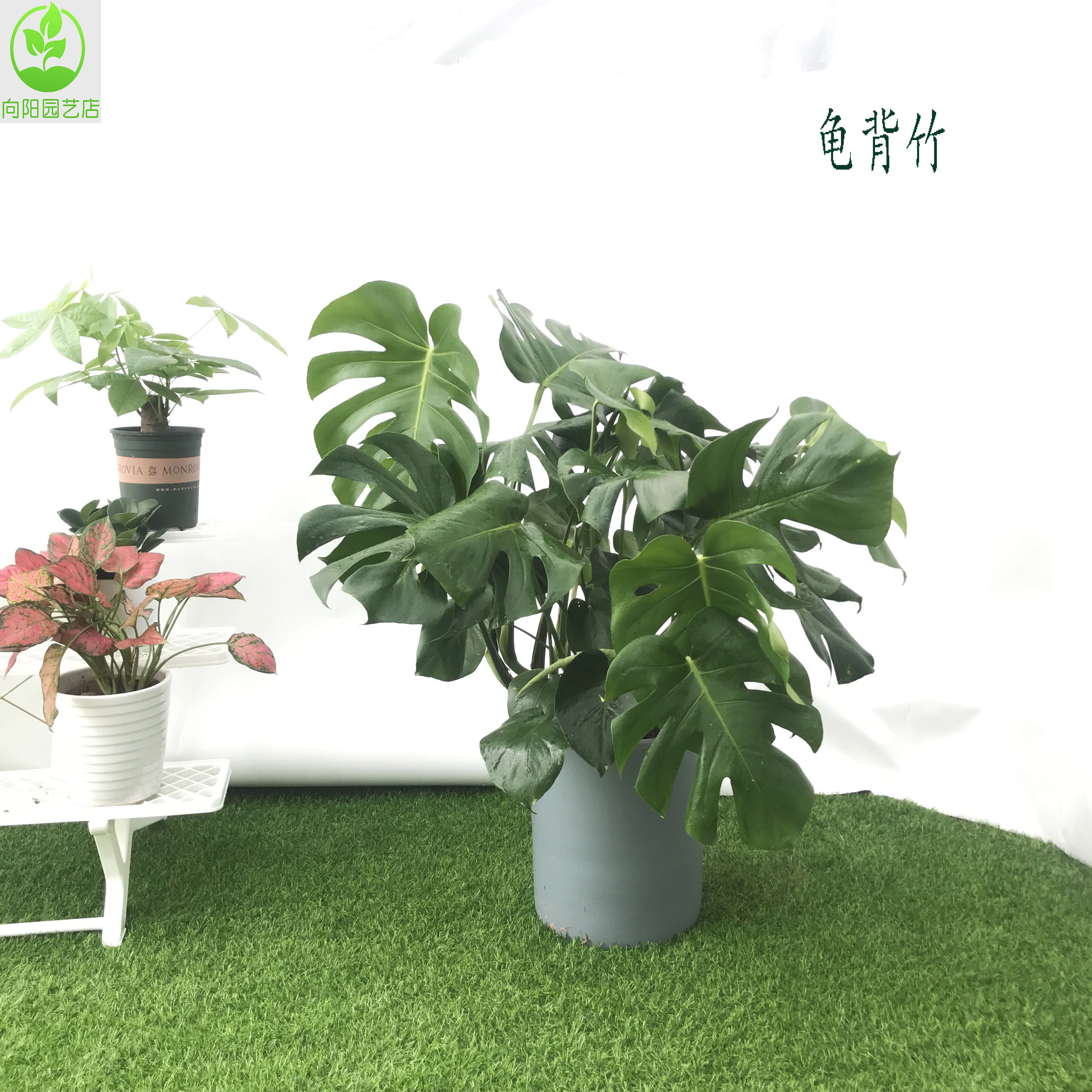 大叶龟背竹老桩大盆栽客厅落地大型龟背竹开背观叶绿植室内吸甲醛