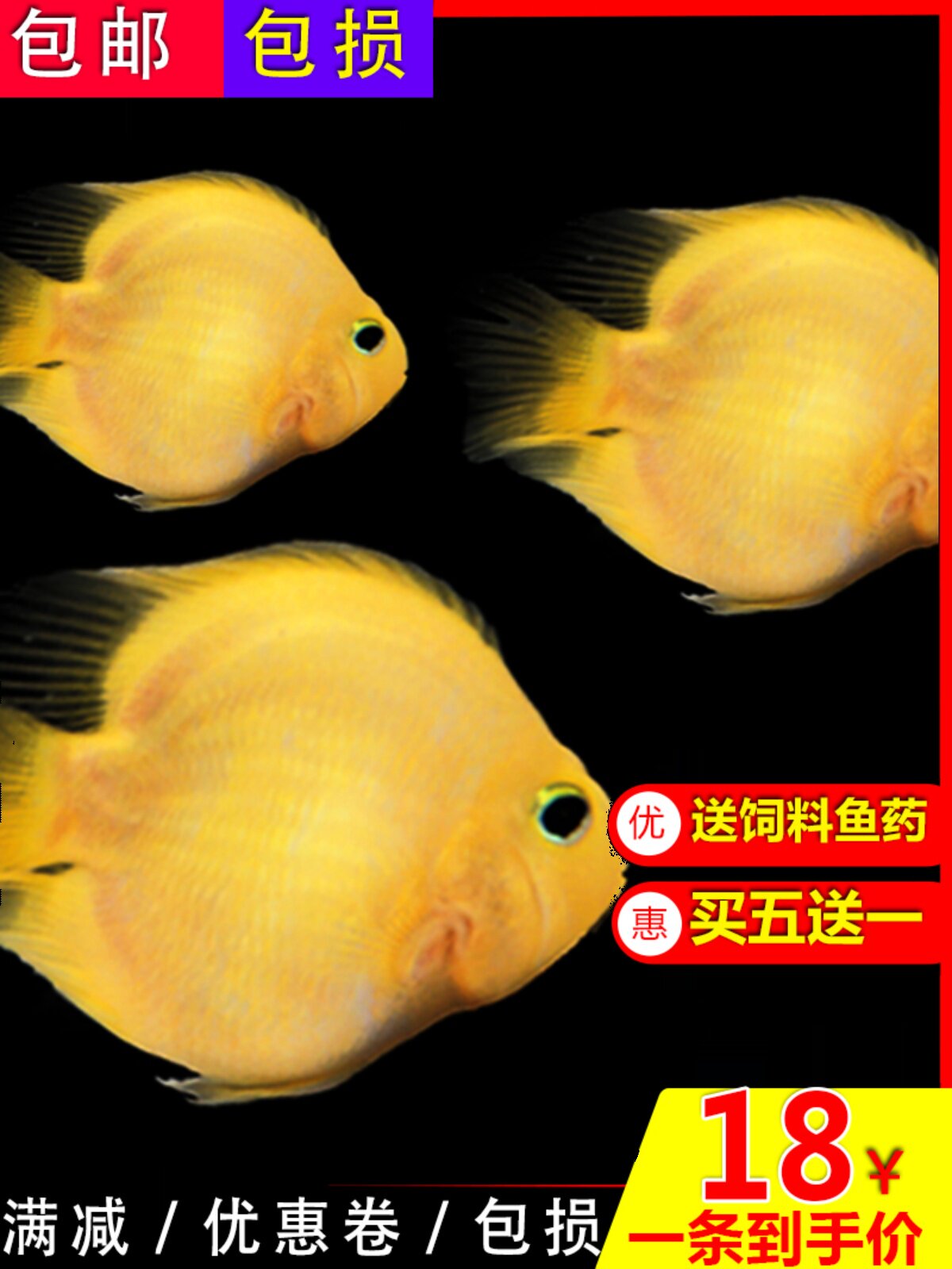 热带观赏鱼黄金鹦鹉活鱼血红元宝梅花财神鱼招财鱼地图银龙风水鱼
