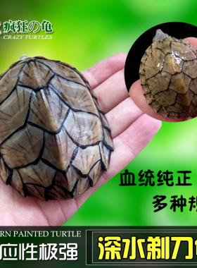 疯狂的龟 剃刀龟 蛋龟 小型冷水龟乌龟活物屋顶龟 深水龟宠物活体