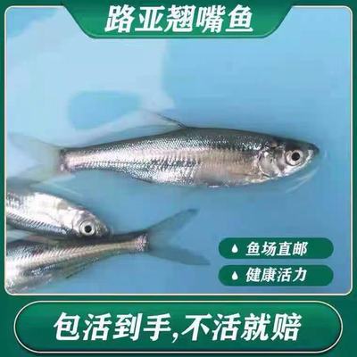 翘嘴鱼苗刁子鱼白条鲌白鱼苗米翘壳路亚养殖淡水活体饲料鱼苗水花