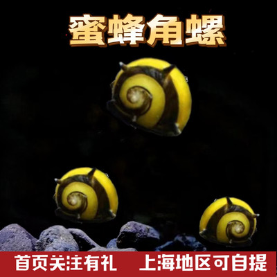 蜜蜂角螺观赏螺苹果螺黑金刚彩蛋神秘黄金斑马洋葱清洁除藻工具螺