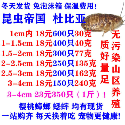 正常发货 昆虫帝国 杜比亚蟑螂活体幼体亚成龙鱼饲料 - 封面