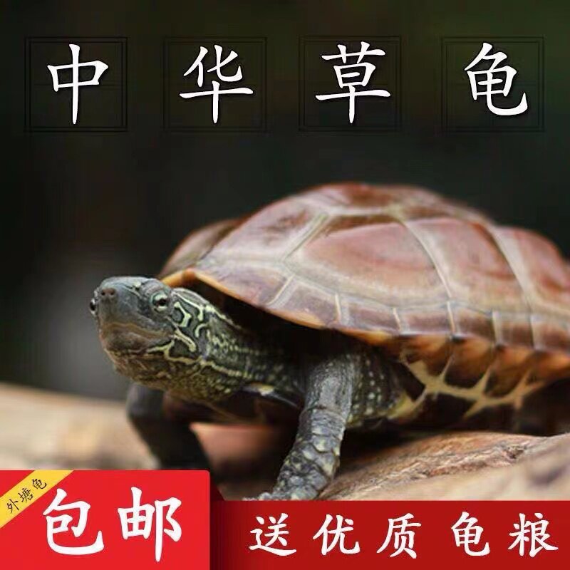 纯种外塘草龟活物乌龟苏北金线小草龟苗墨龟宠物观赏龟陆地长寿龟