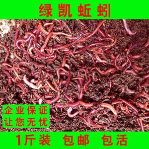 钓鱼蚯蚓牛粪红蚯蚓一斤散装活饵鱼饵小大号鲜活蚯蚓盒装鱼食包邮
