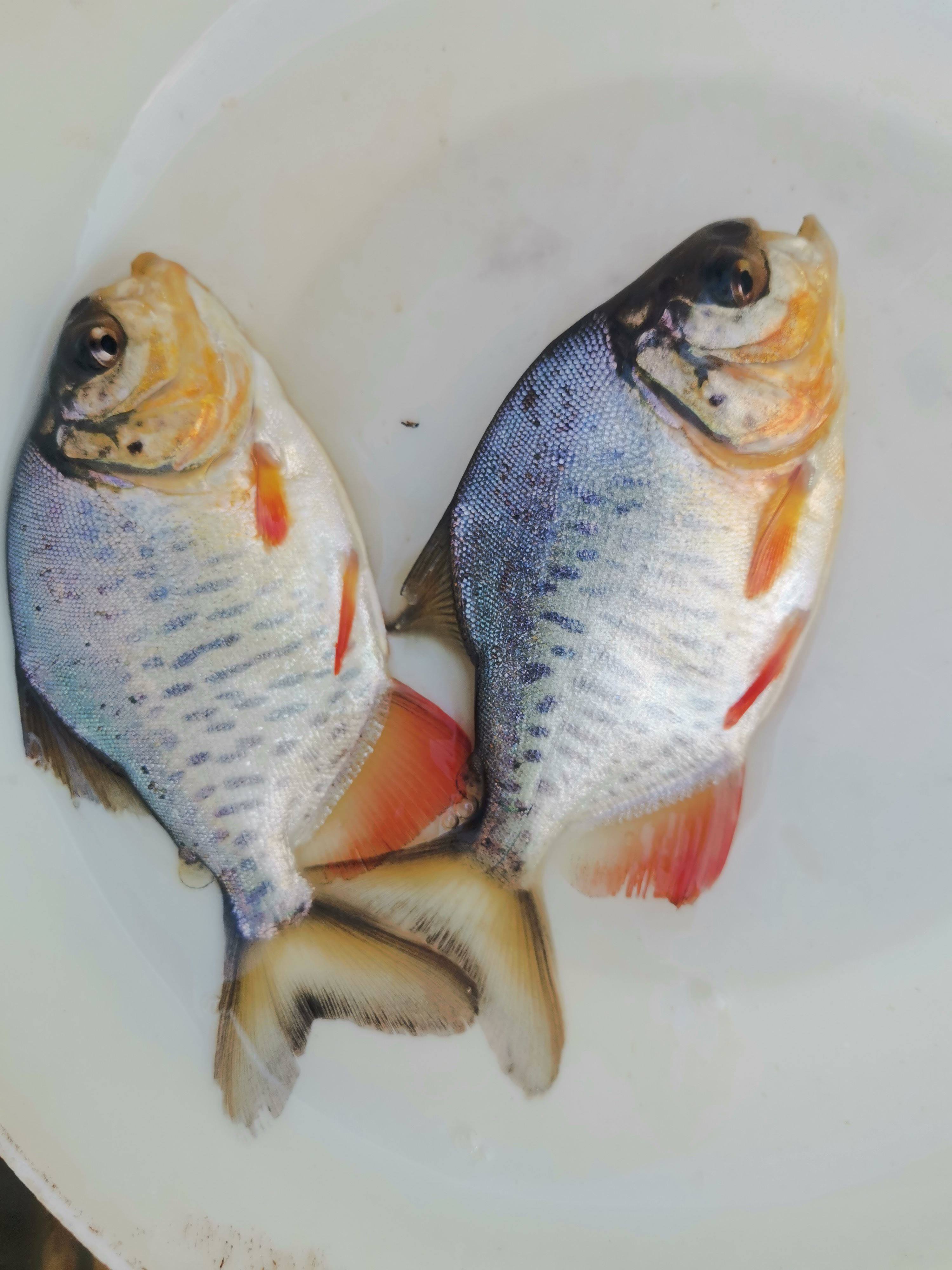 鲳鱼苗红腹白鲳鱼淡水养殖食用仓鱼苗肉食凶猛活体昌鱼好养观赏鱼