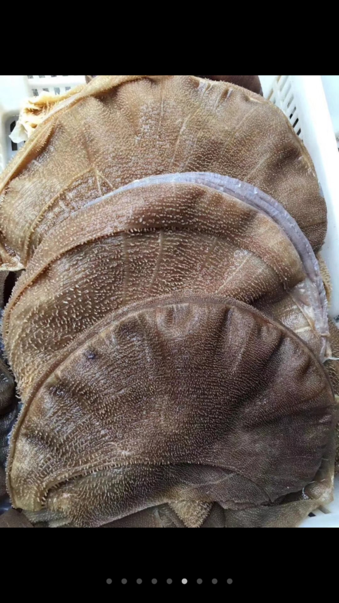 满199包 新鲜黄牛大叶片5斤装水牛毛肚四川火锅串串食材量多从优