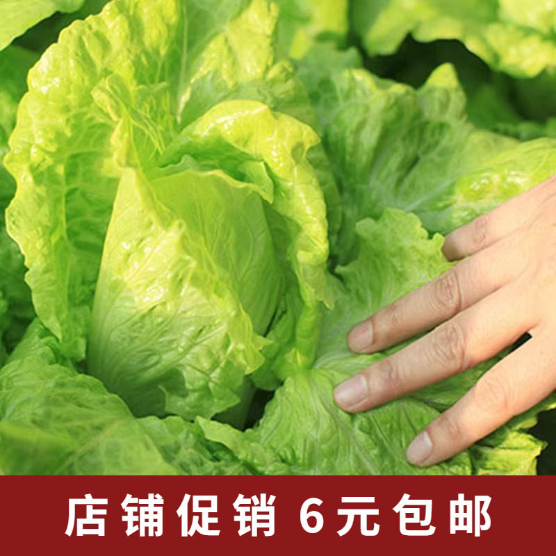 奶油生菜种子进口沙拉小白菜种籽阳台庭院盆栽菜籽四季蔬菜孑菜种