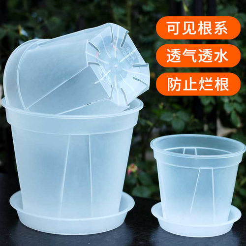 控根蝴蝶兰青山盆加厚透明盆