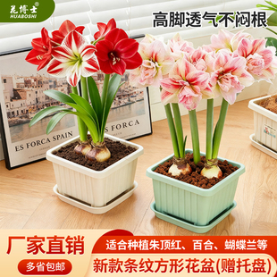 加厚PP树脂正方形花盆朱顶红百合室内阳台种植盆球根植物塑料花盆