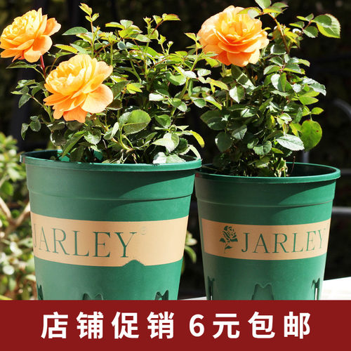 控根加仑盆树脂青山花盆