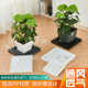 花博士正方形花盆托盘养花种菜托盘加厚树脂花托花卉盆栽透气托盘